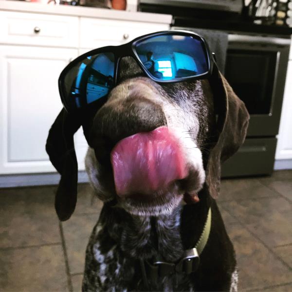 /images/uploads/southeast german shorthaired pointer rescue/segspcalendarcontest2021/entries/21853thumb.jpg